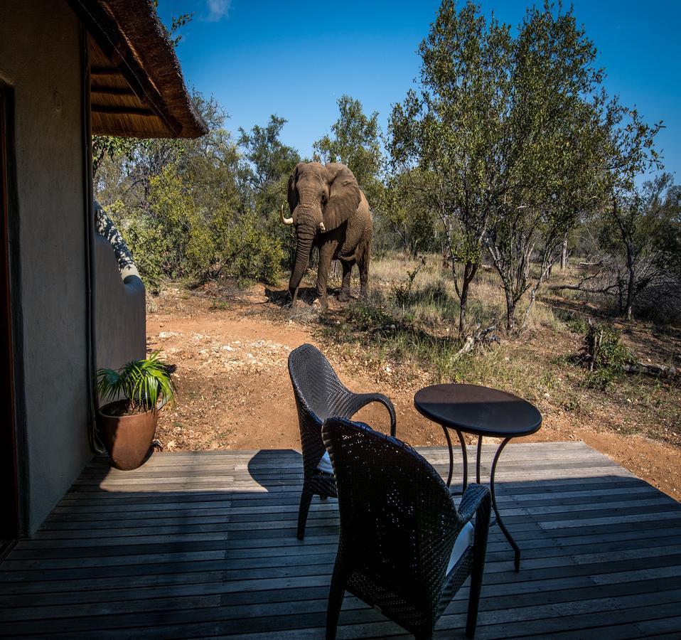 Garonga Safari Makalali Game Reserve Exterior foto