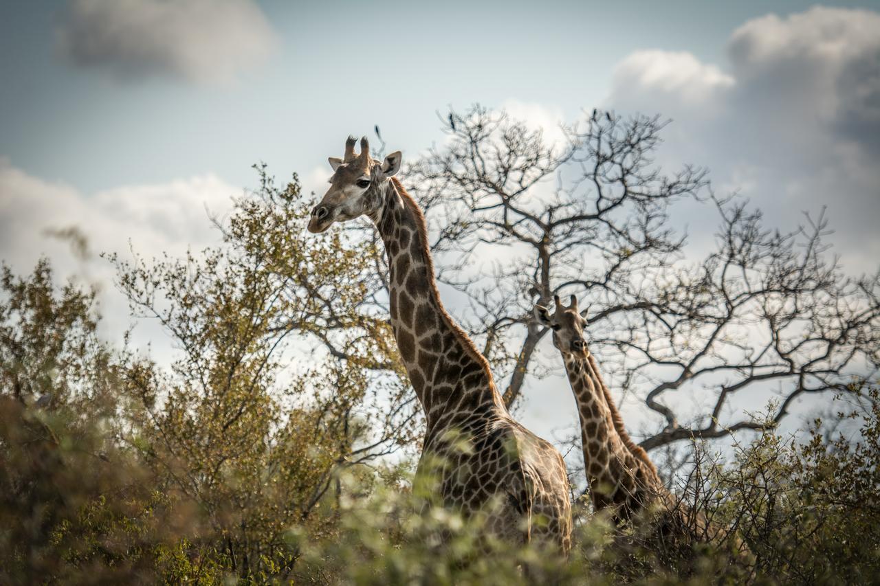 Garonga Safari Makalali Game Reserve Exterior foto