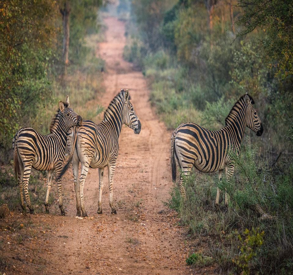 Garonga Safari Makalali Game Reserve Exterior foto