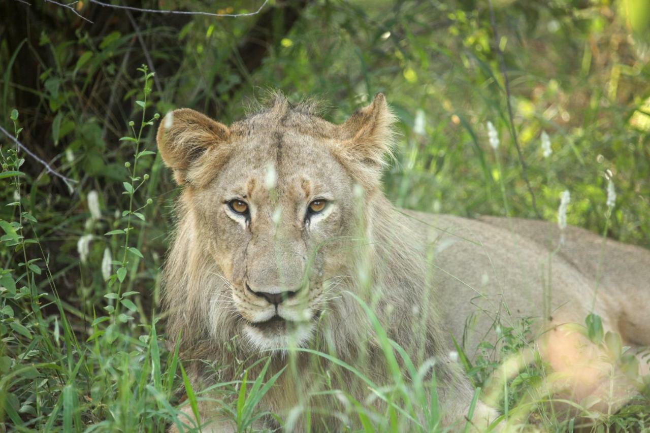 Garonga Safari Makalali Game Reserve Exterior foto