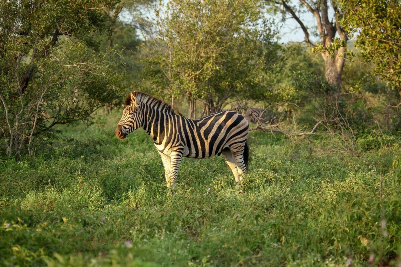 Garonga Safari Makalali Game Reserve Exterior foto